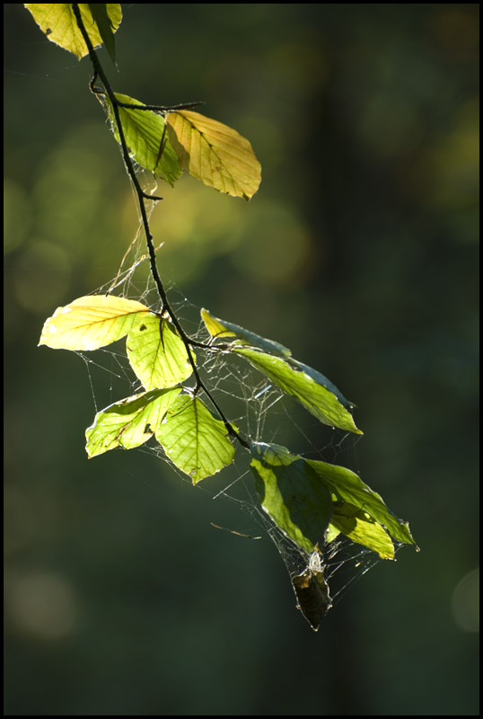 Woven leaves